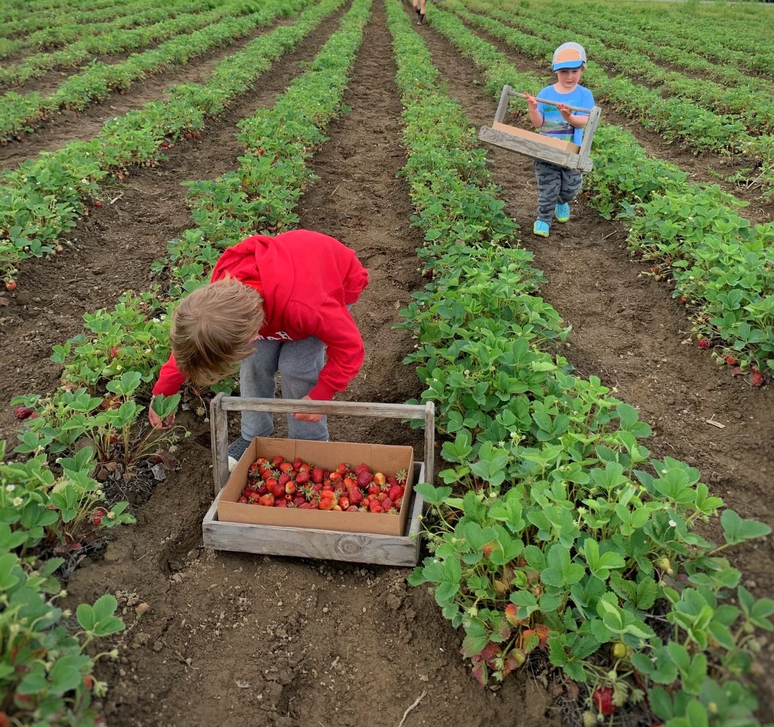 Picking berries 