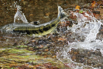 Carkeek Park: chum salmon splashing in stream