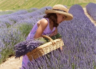 Blue_Mountain_Lavendar_Farm_Photo_courtesy_of_Bl.jpg