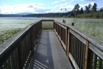 Wetland boardwalks: The boardwalk in Marymoor Park ends in Lake Sammamish.
