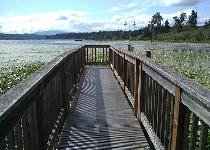 Wetland boardwalks: The boardwalk in Marymoor Park ends in Lake Sammamish.