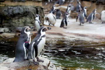 Rainy day Humboldt Penguins at the Woodland Park Zoo