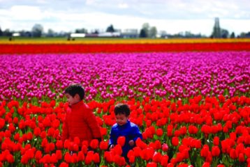 tulip festival photo tips