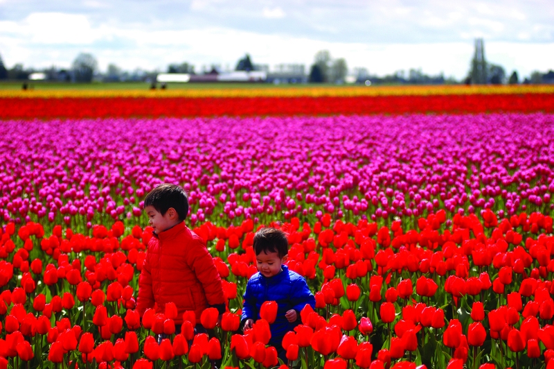 tulip festival photo tips