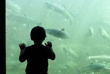 There are several places to see salmon return to the rivers this fall