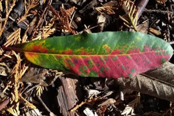 A close-up of a brightly colored autumn leaf showing shades of red, orange, and yellow.
