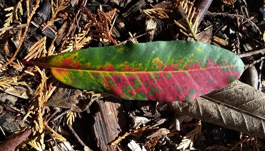 A close-up of a brightly colored autumn leaf showing shades of red, orange, and yellow.