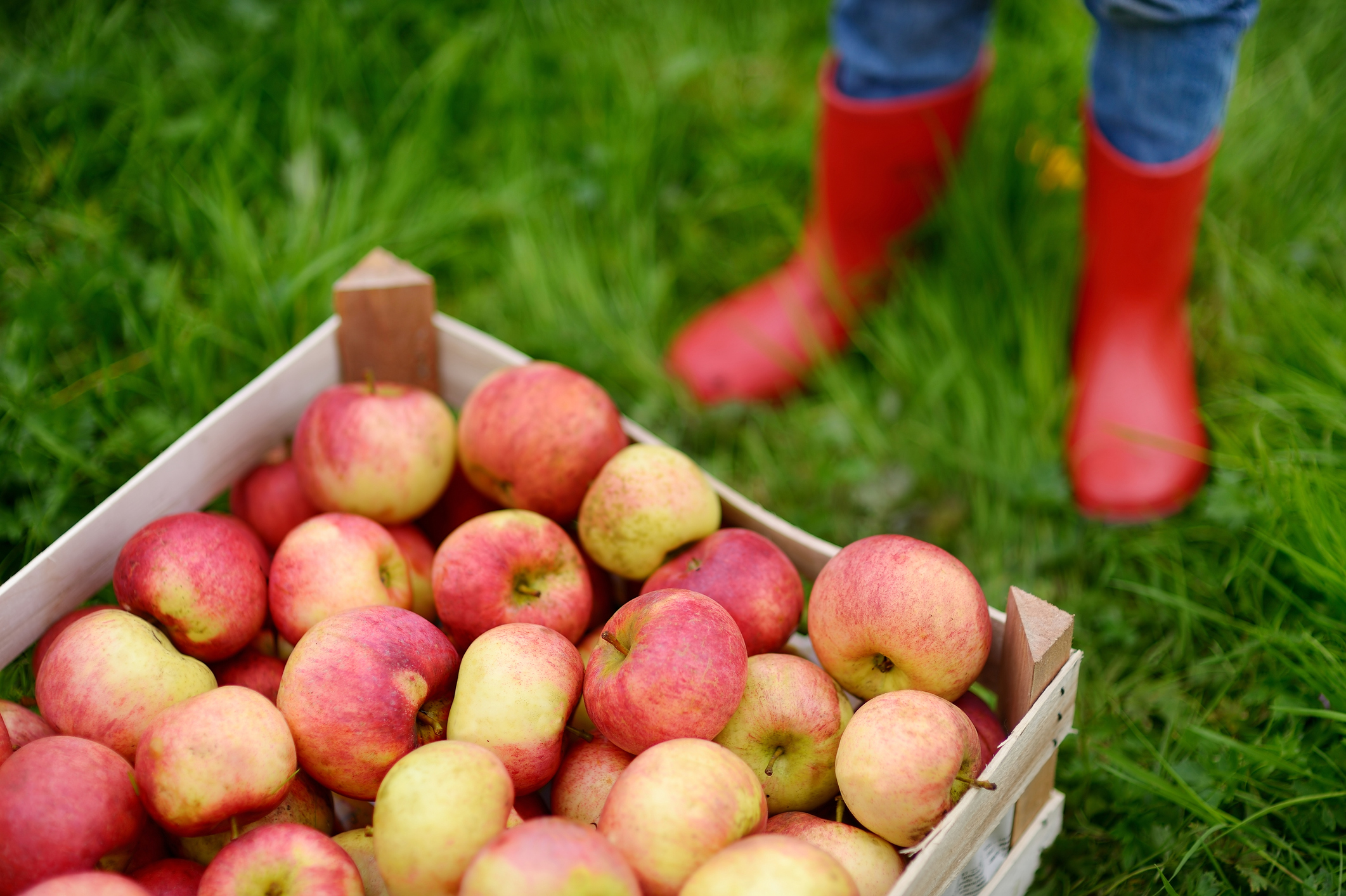 Crate of freshly picked apples on the ground with kids’ rain boots nearby during a Seattle-area apple picking trip