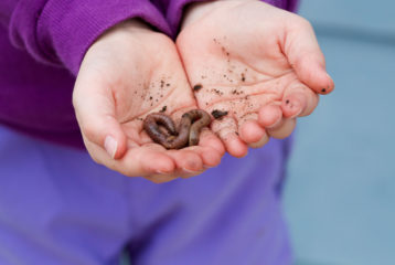 bugs in your back yard