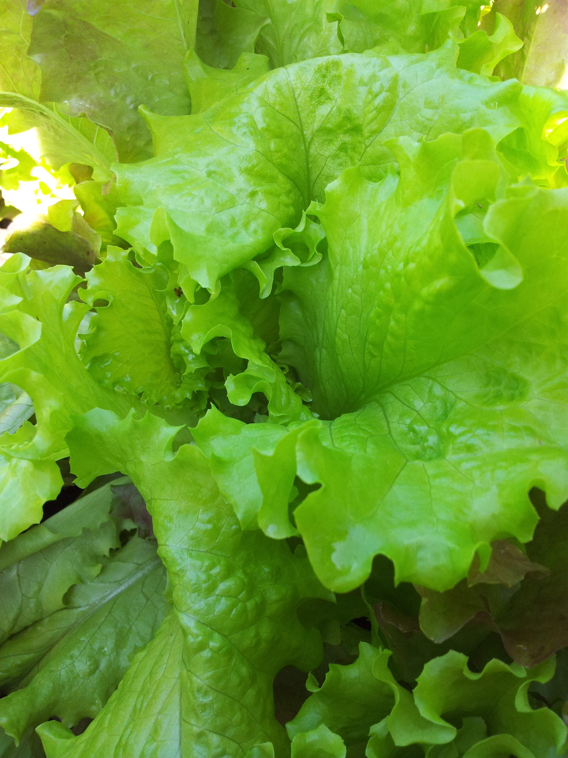 healthy fats recipes