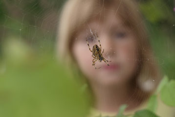 Child observes a spider sitting in the center of its web outdoors in Seattle.