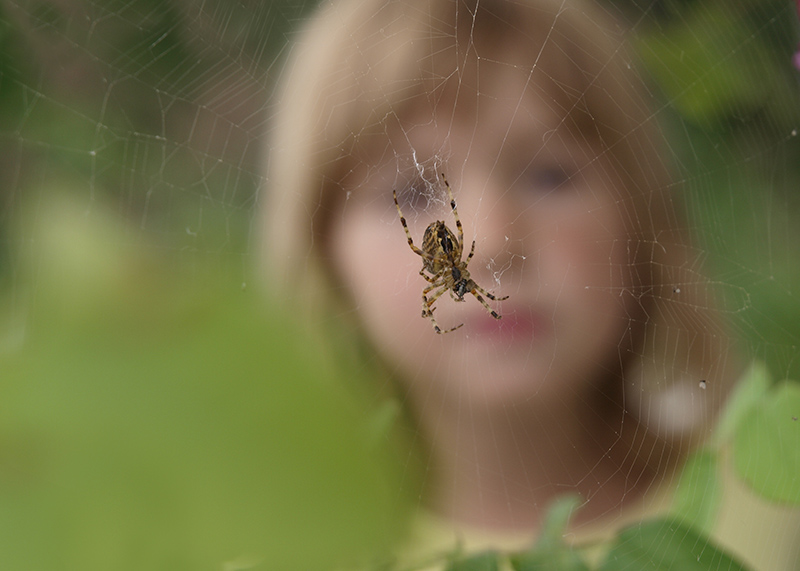 Child observes a spider sitting in the center of its web outdoors in Seattle.