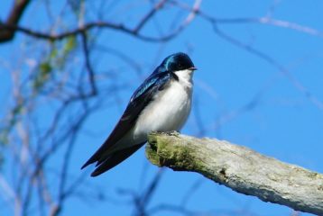 Union Bay Natural Area