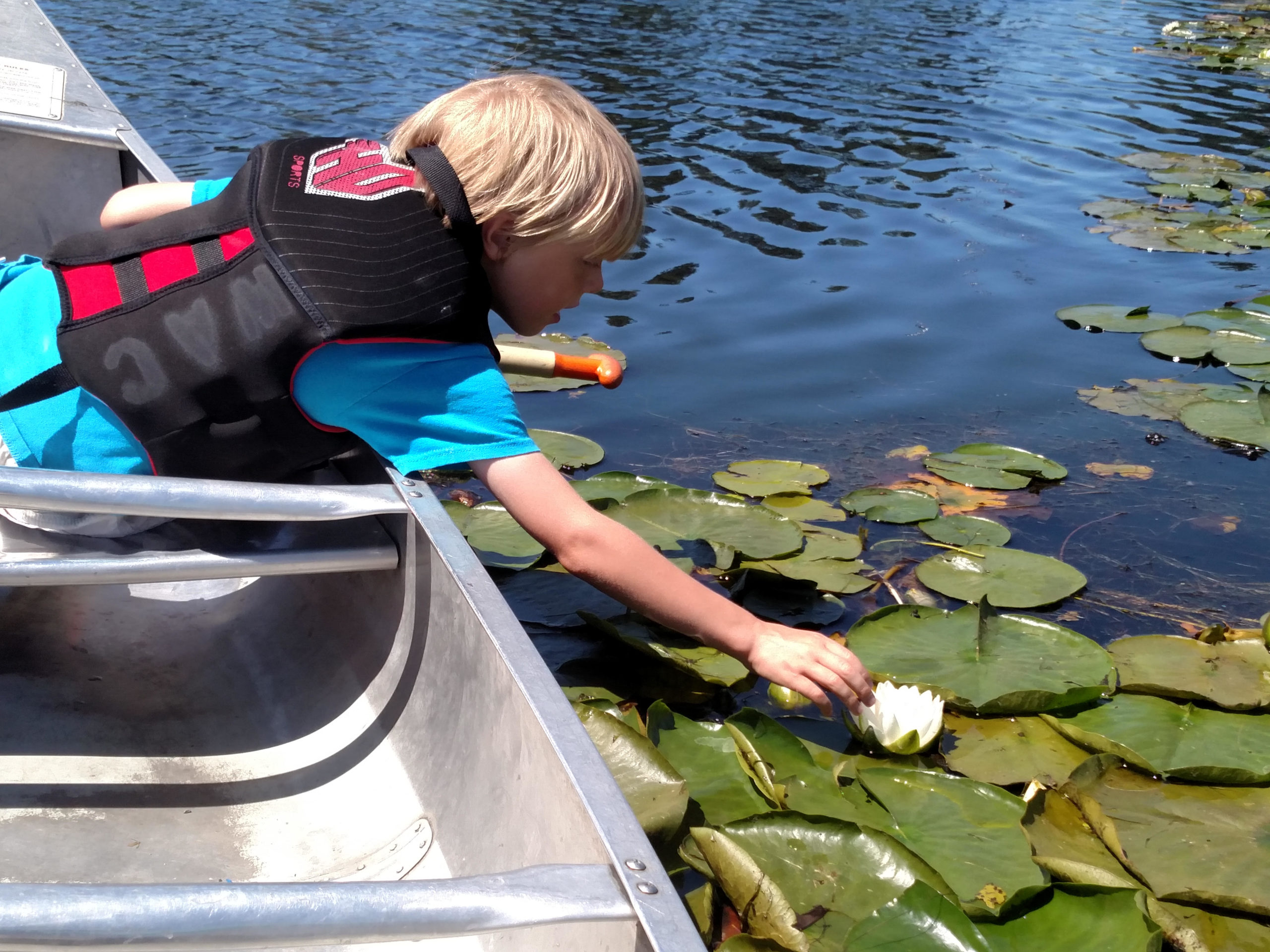 Six-year-old touching a lily pad when renting a canoe at UW.
