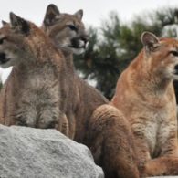 three cougars on a rock