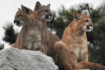 three cougars on a rock