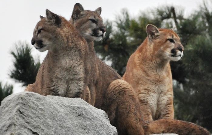 three cougars on a rock