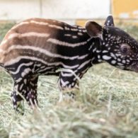 baby Malayan tapir