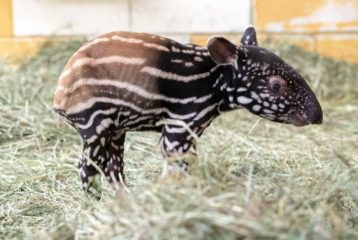 baby Malayan tapir