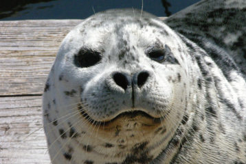 Weekend picks Barney the Harbor Seal, one of the animals people can see when Seattle Aquarium reopens June 29