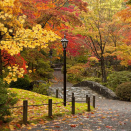 Brilliant red and gold fall foliage reflected in the pond at the Seattle Japanese Garden.