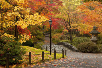 Brilliant red and gold fall foliage reflected in the pond at the Seattle Japanese Garden.