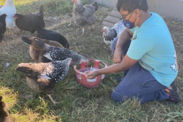 Carnation Farms: Our reviewers older son, Nikhil, feeds chickens