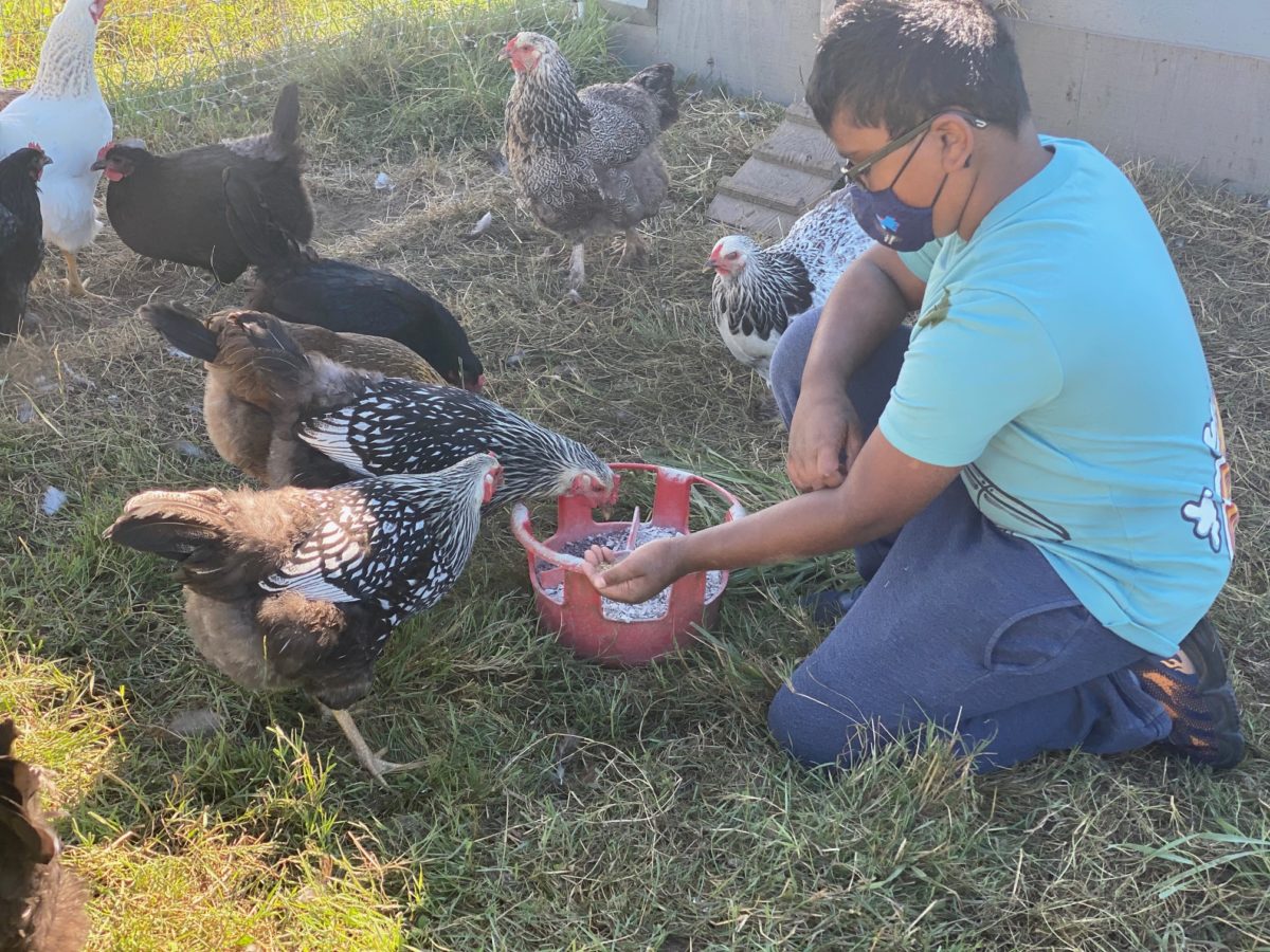 Carnation Farms: Our reviewers older son, Nikhil, feeds chickens