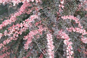 Spiders: spider webs outlined by dew in a bush with pink leaves