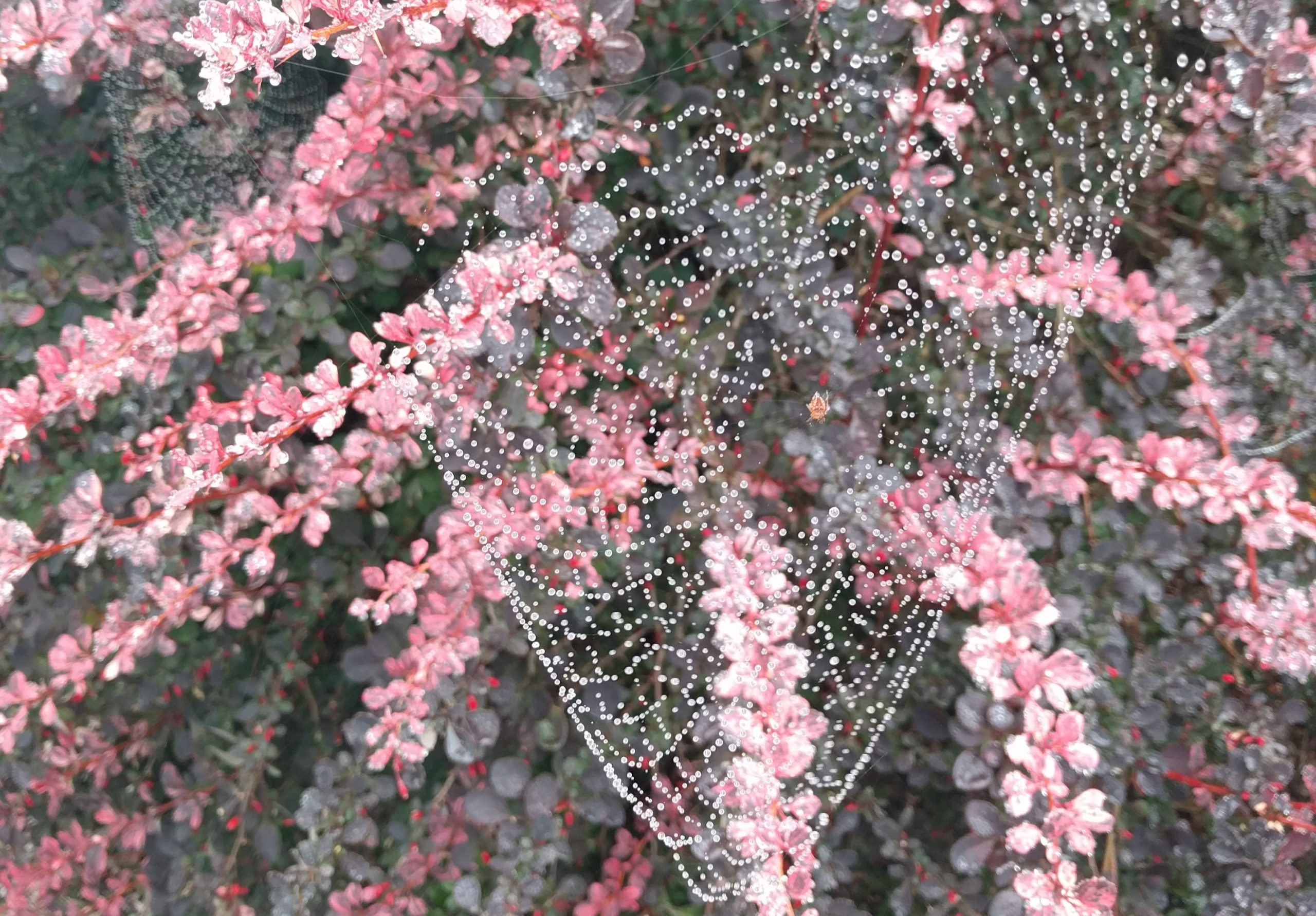 Spiders: spider webs outlined by dew in a bush with pink leaves