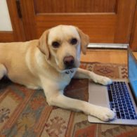 Amplified art by Jillian O'Connor, 9/18 post, photo 3