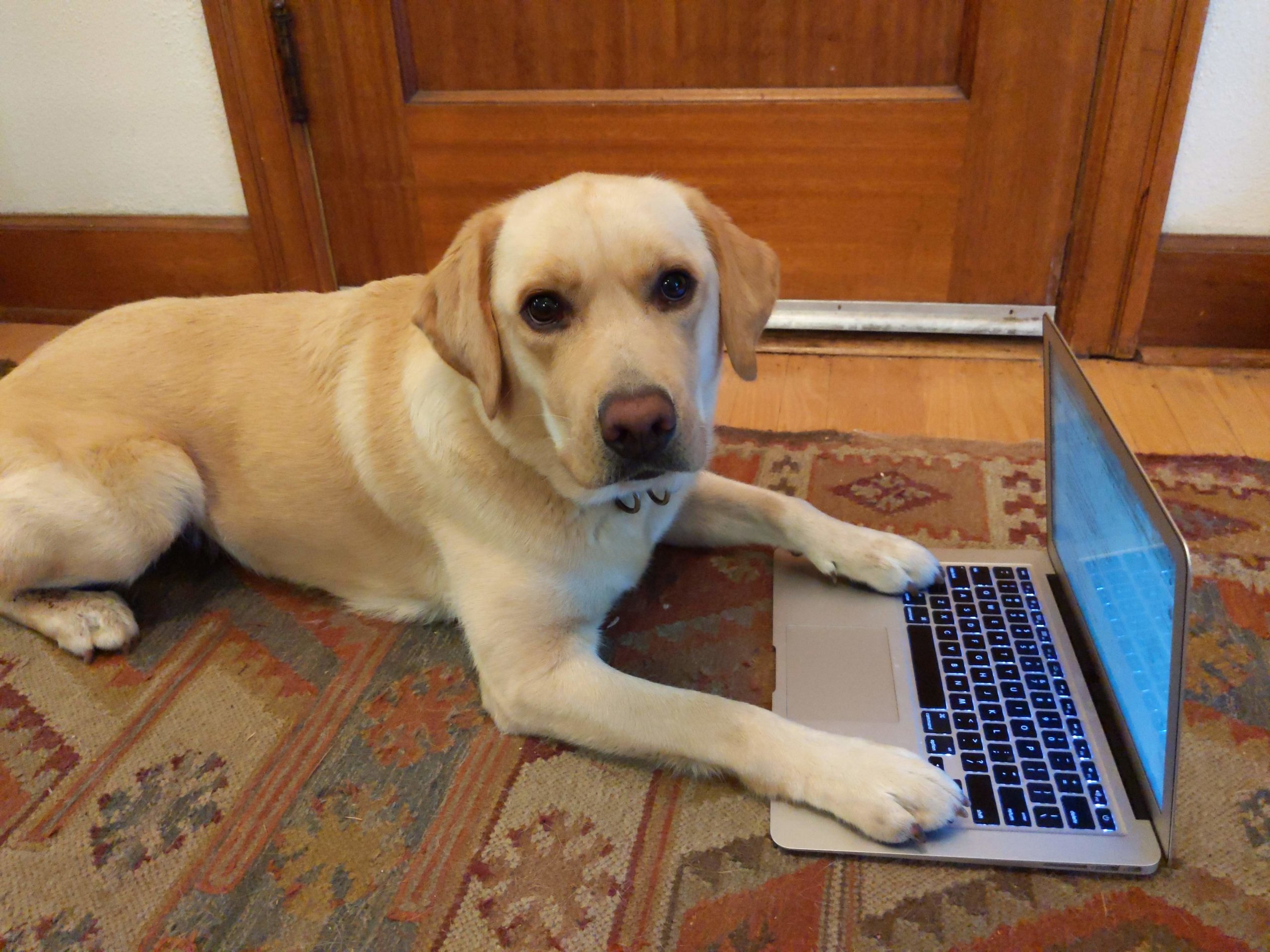 Amplified art by Jillian O'Connor, 9/18 post, photo 3