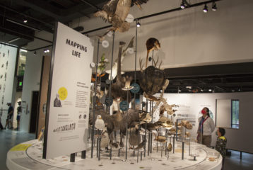 Burke Museum: Adult and child wearing masks view the web of life exhibit