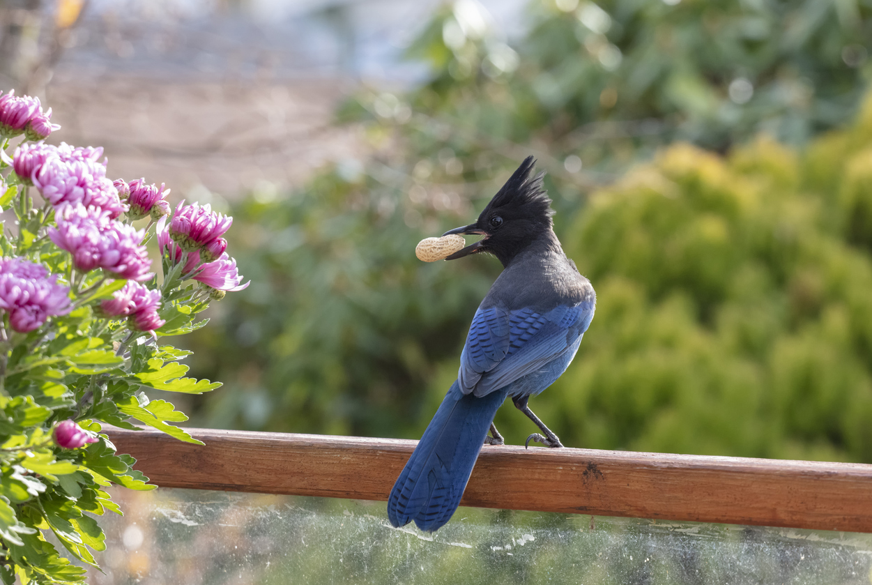 weekend picks: Steller's Jay on a fence holding a peanut in its beak