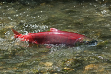 Sockeye salmon navigating rocks in Piper’s Creek at Carkeek Park, Seattle.