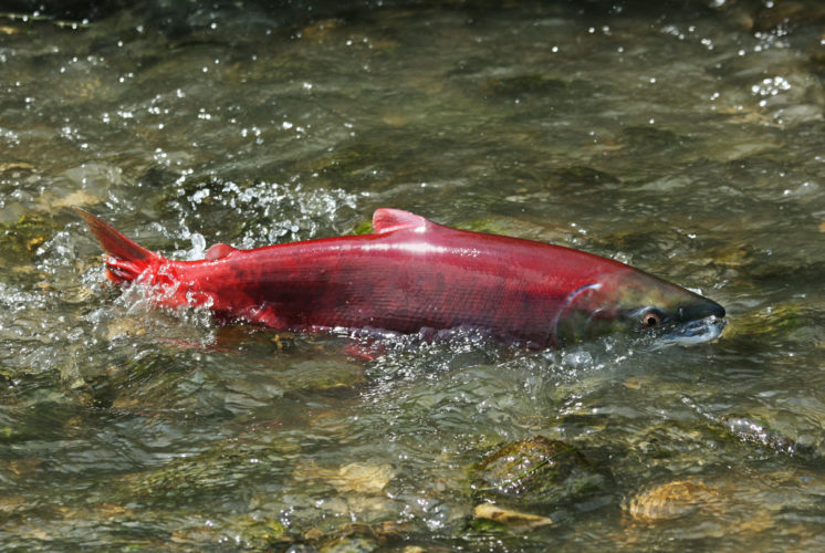 Sockeye salmon navigating rocks in Piper’s Creek at Carkeek Park, Seattle.