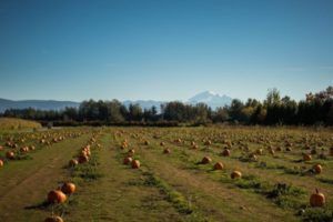 Pumpkin field at Bellewood Farm with Mount Baker in the background.