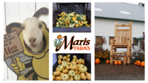 Goat, pumpkins and a chair at Maris Farms