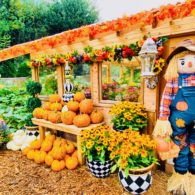 Pumpkin Patches: Display at Fox Hollow Family Farm