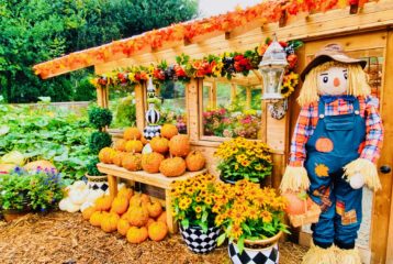 Pumpkin Patches: Display at Fox Hollow Family Farm