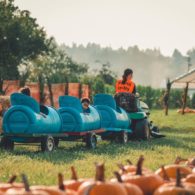 pumpkin patches: tractor train at Picha Farms