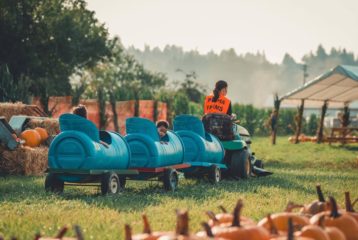 pumpkin patches: tractor train at Picha Farms