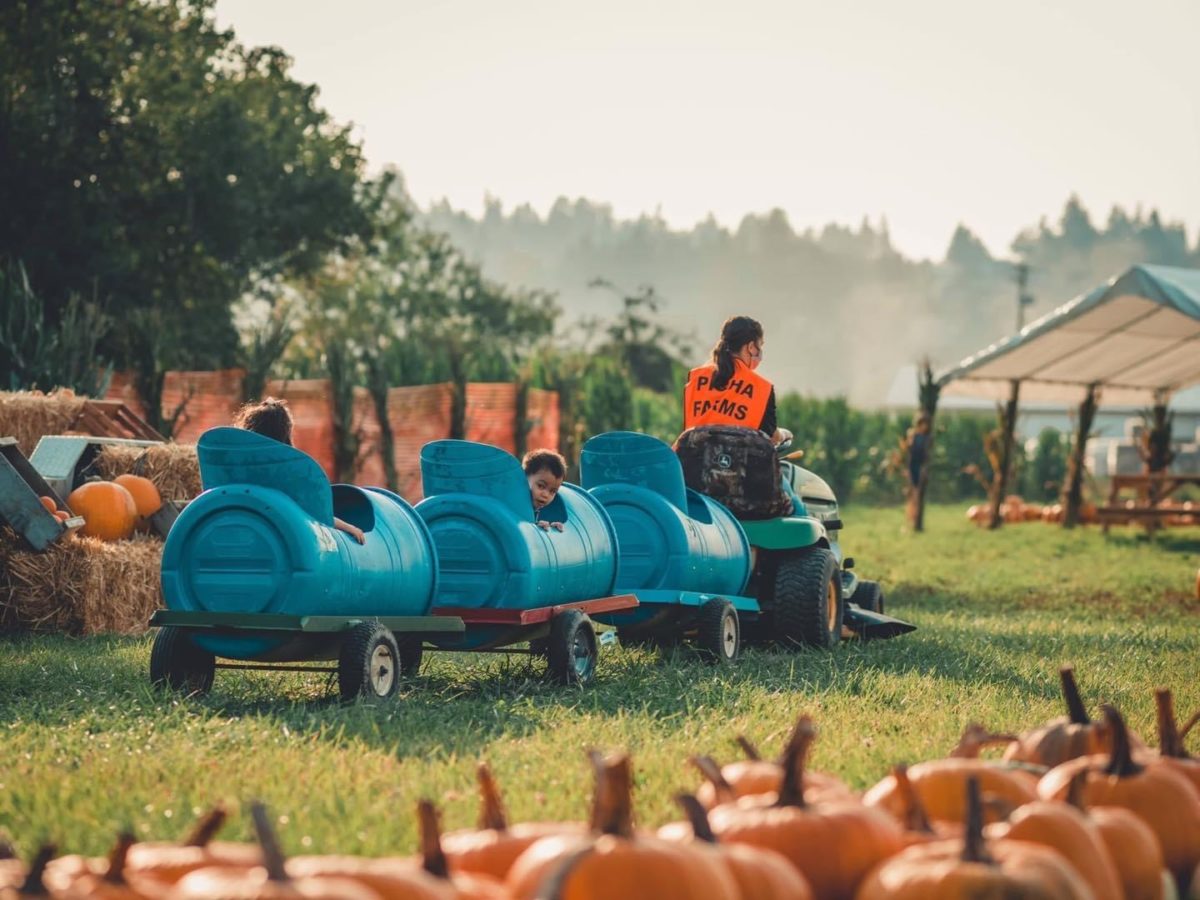 pumpkin patches: tractor train at Picha Farms