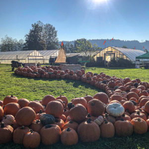 River of pumpkins display at Oxbow Farm