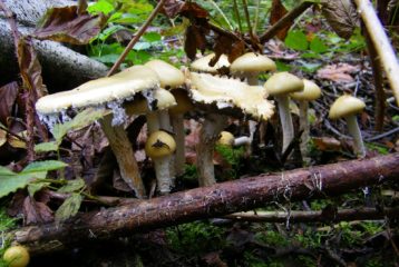 mushrooms growing from the forest floor in Discovery Park