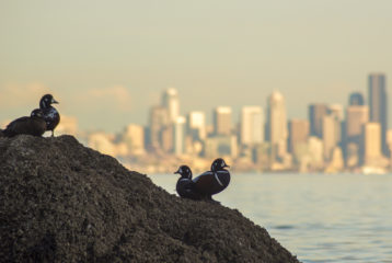 Harlelquin ducks with Seattle Skyline in the background