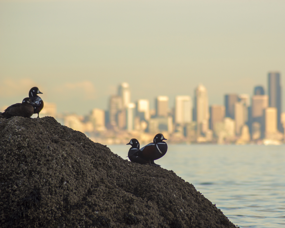 Harlelquin ducks with Seattle Skyline in the background