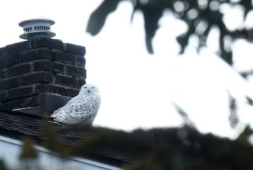 snowy owl in Seattle