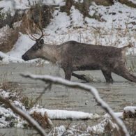 Northwest Trek caribou
