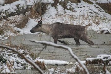 Northwest Trek caribou